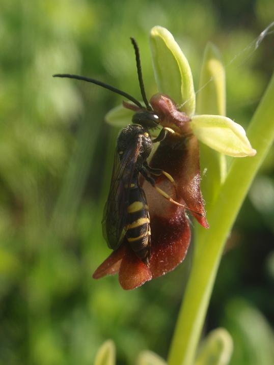 Argogorytes mystaceus (L., 1761)  su Ophrys insectifera